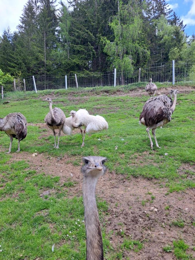 Erlebnisbauernhof Gutschi Ranch Daire Kamp Dış mekan fotoğraf