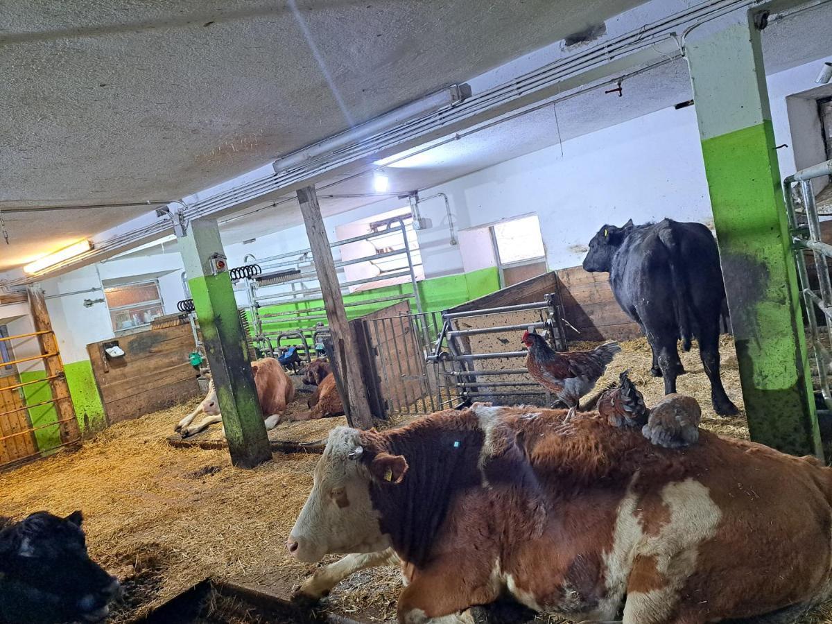 Erlebnisbauernhof Gutschi Ranch Kamp Dış mekan fotoğraf