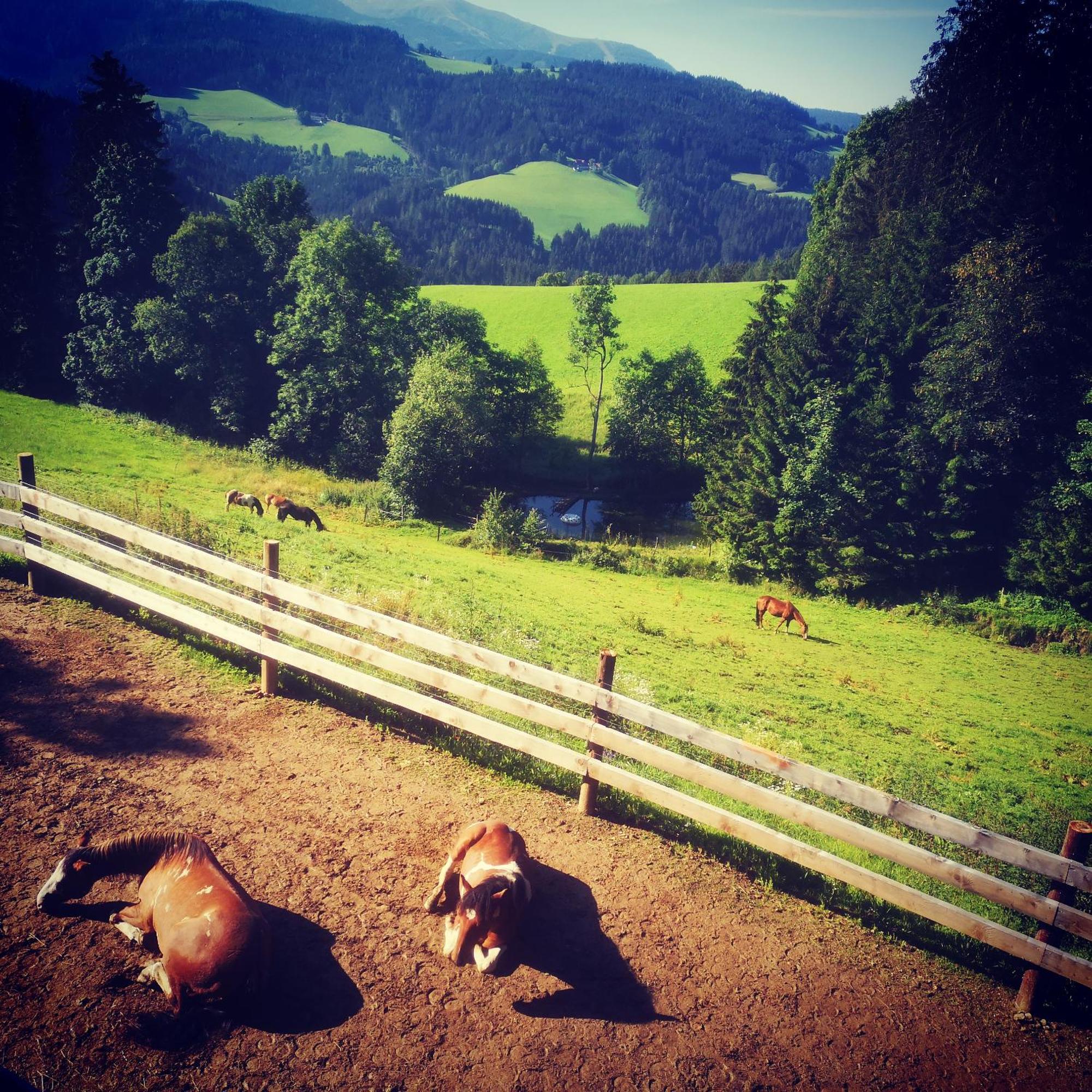 Erlebnisbauernhof Gutschi Ranch Daire Kamp Oda fotoğraf